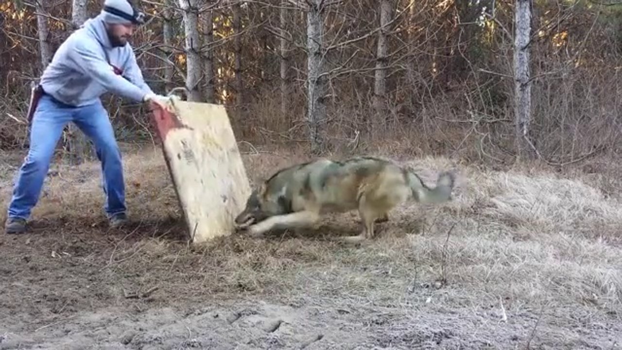 Il sauve un loup sauvage qui a sa patte prise dans un piège.