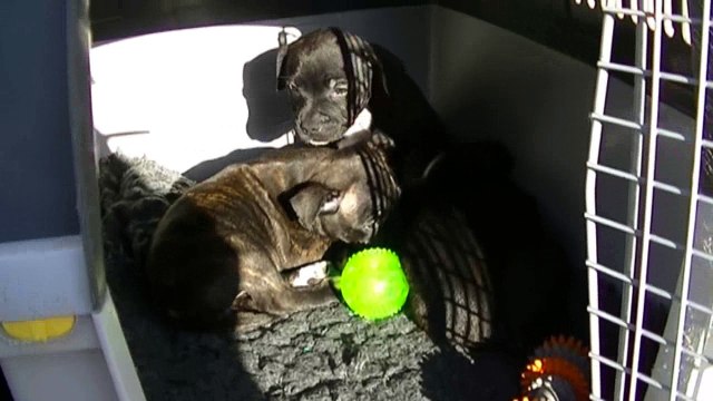 74ème vidéo Les chiots ne veulent pas sortir des boxes à STAFFORDLAND