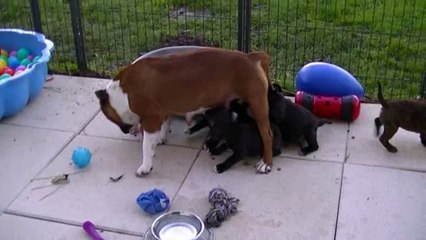 76ème vidéo Un petit râleur à STAFFORDLAND