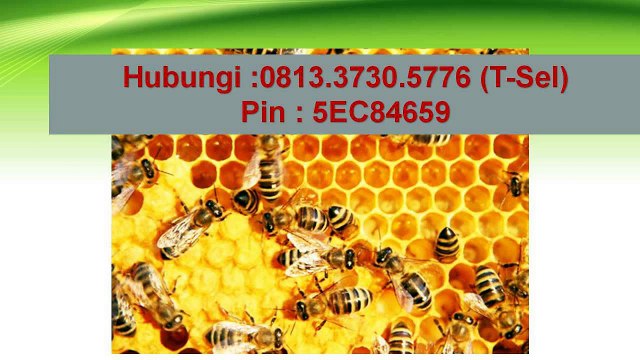 081 33 730 5776 T Sel Jual Vitabumin