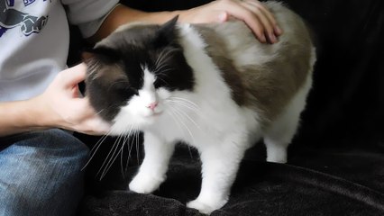 câlins de HELLI, jeune mâle ragdoll 3 ans