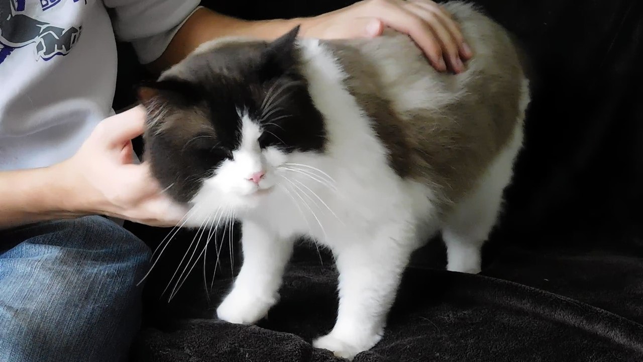 câlins de HELLI, jeune mâle ragdoll 3 ans