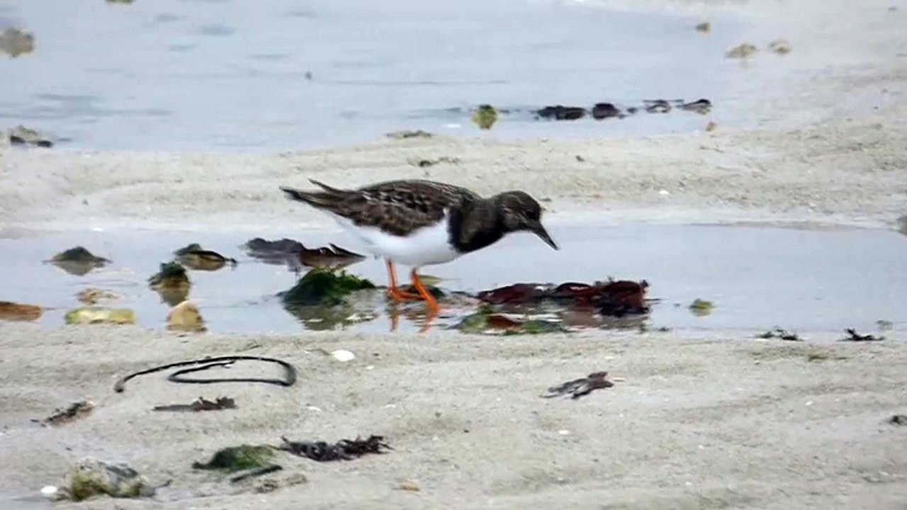les oiseaux dans la baie