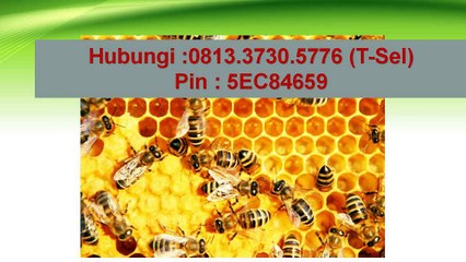 081 33 730 5776 T Sel  Distributor Vitabumin