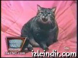Bu Kedi Napıyor Çok Komik video
