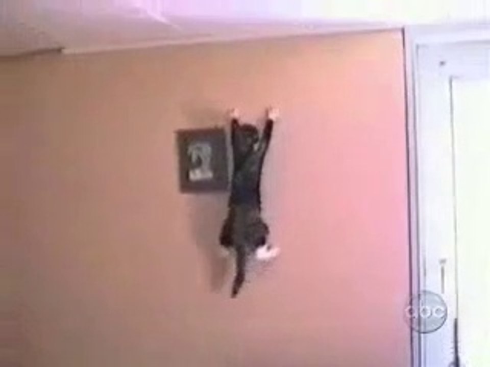 Bu Kediler Çok Komik video