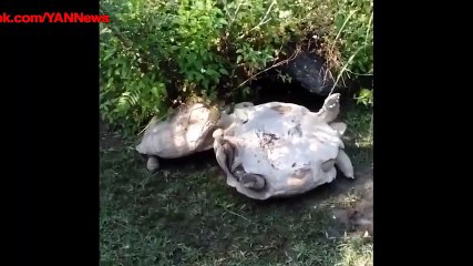 Chú rùa giúp bạn lật ngược