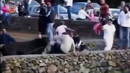 Bullfighting Accidents, not shown on live tv, funny bull fighting videos funny clip
