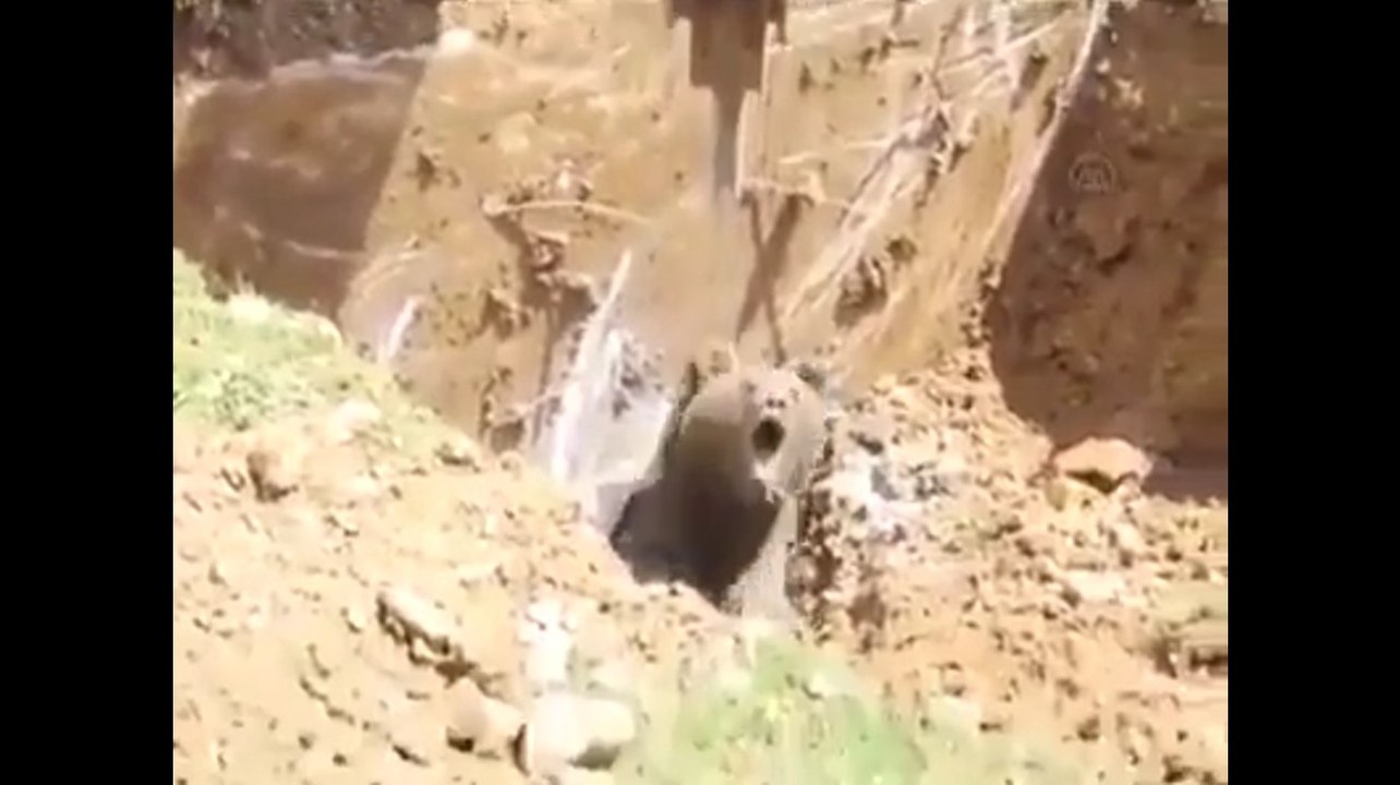 Workers find Bear trapped in cave and save him
