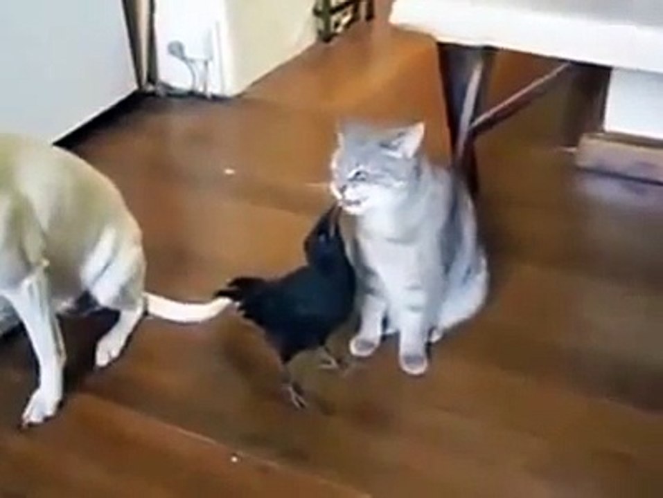 Animals Love