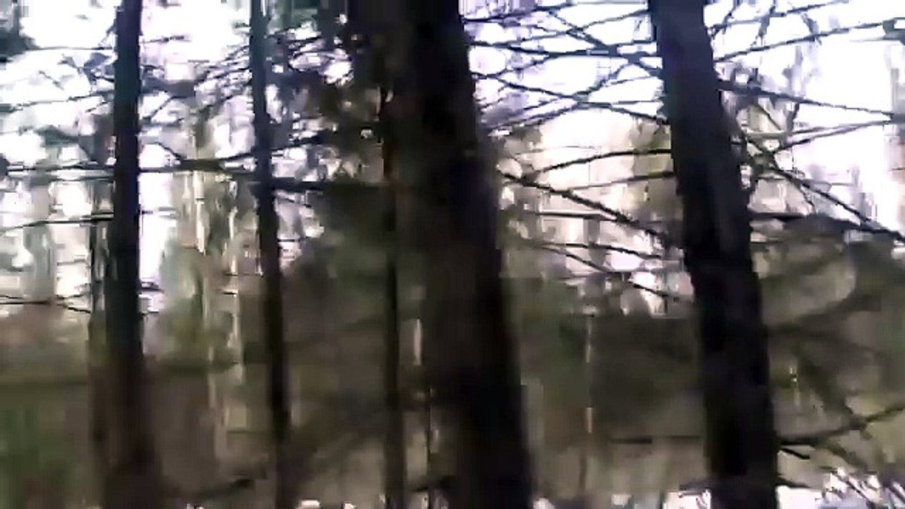 Dog and bear in the hunting incident