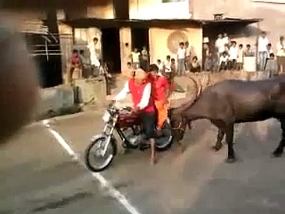 Buffalo Falling In Love With Bike