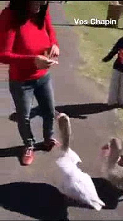 When duck bites