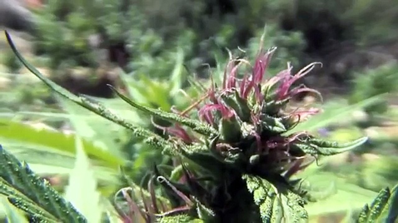 JAMAICA CANNABIS 2015  Everything about Weed, Marijuana, Ganja Full Documentary HD ☮ FREEDOM TV