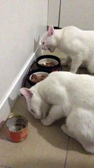 %100 ORGANIK MAMA LIEBESGUT 