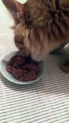 Organik,Dogal,Lezzetli,Glutensiz,Ekonomik Kedi Mamasi