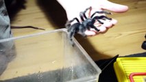 NEW Finger Family Insects | Mega Wet Balloons with Real Tarantula! Nursery Rhymes for Babies