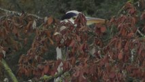 Pordic 24 novembre 2016