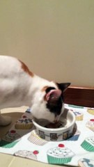 Organik Kedi Mamasi gelmis,kacirir miyim ❤