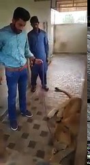 جانور کےساتھ اتنا فری بھی نہ ہو-