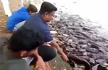 واہ یار اتنی زیادہ مچھلیاں-
