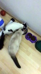 Icerigi Organik Olsun Istiyorduk..Geldi! Yasasin