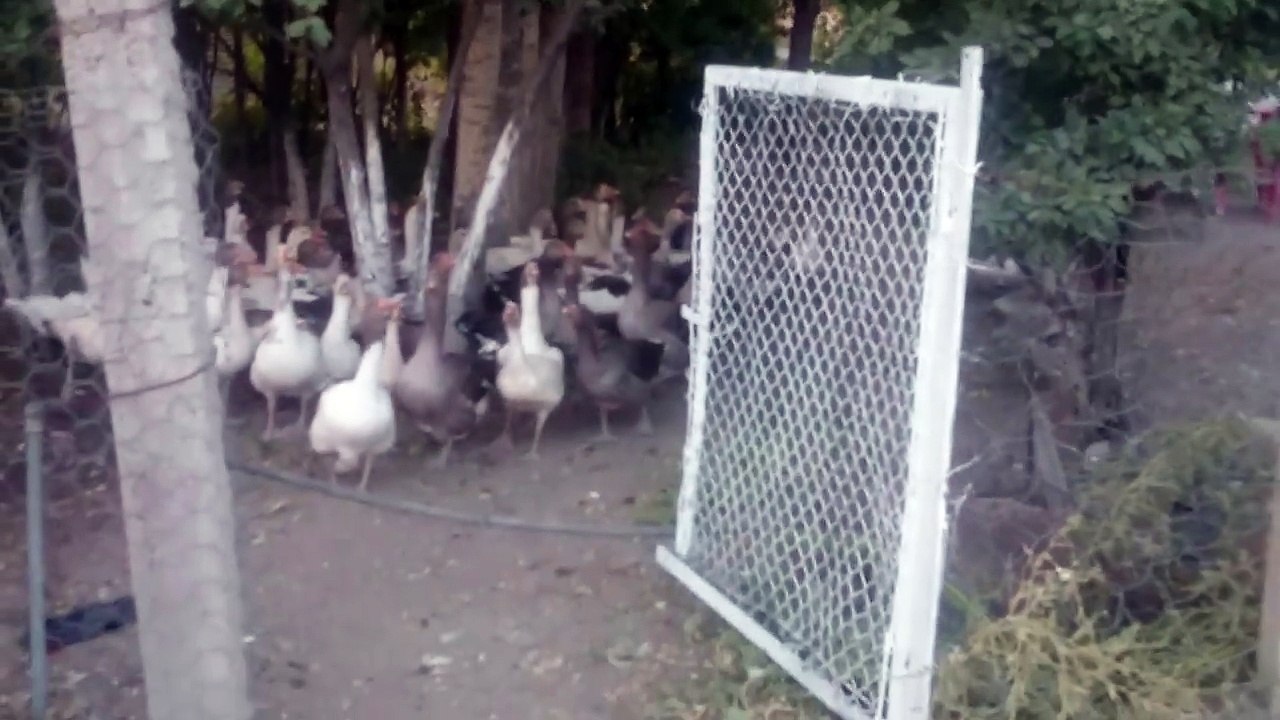 Satılık Kaz - Kaz Eti Siparişi, Kars Kazı