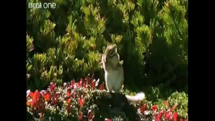 Funny:  Talking Animals Are Funny