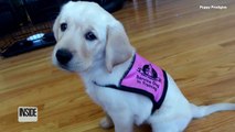 Watch Weeks-Old Service Puppies Learn To Open Doors, Get Mail and Push Buttons