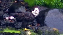 American Bald Eagle Eagles Eating Prey watch in HD Full Screen