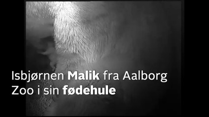 オールボー動物園でホッキョクグマの赤ちゃん誕生 (Nov26 2016)