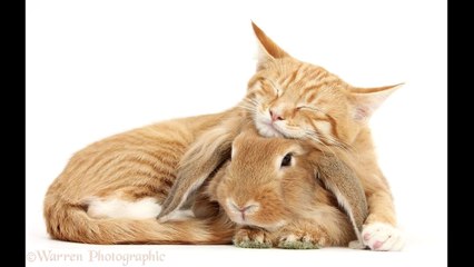 Des Animaux Jumeaux mais pas de la meme espece