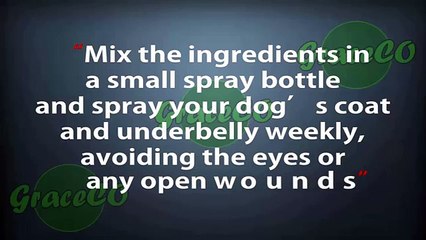 How To Get Rid of Fleas in The House Naturally