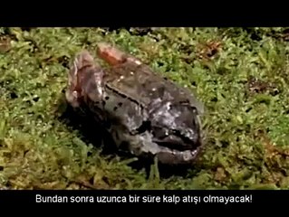6 ay ölü kalıp 6 ay sonra dirilen kurbağa