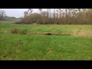 Moka : j'aboie au cas où un chevreuil se déciderait à m'attaquer