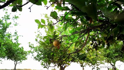 3 Beneficial Beauty DIY Using Lemons - Natural Deodorant - ANNEORSHINE