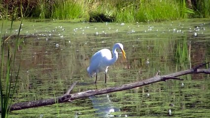 Minnesota land of 10 000 lakes NATURE watch in HD Full Screen