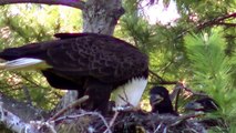 45X Zoom JVC Everio GZ-EX210 1080p Bald Eagle Nesting Feeding Young Eaglets !