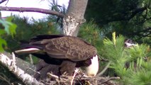 MUST SEE American Bald Eagle ! OUTDOORS MINNESOTA TWIN CITIES BIKE BIKING AREA