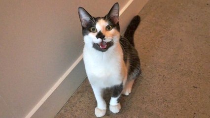 8 signs your cat is actually a dog!