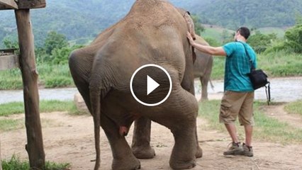 OMG two elephant with same time