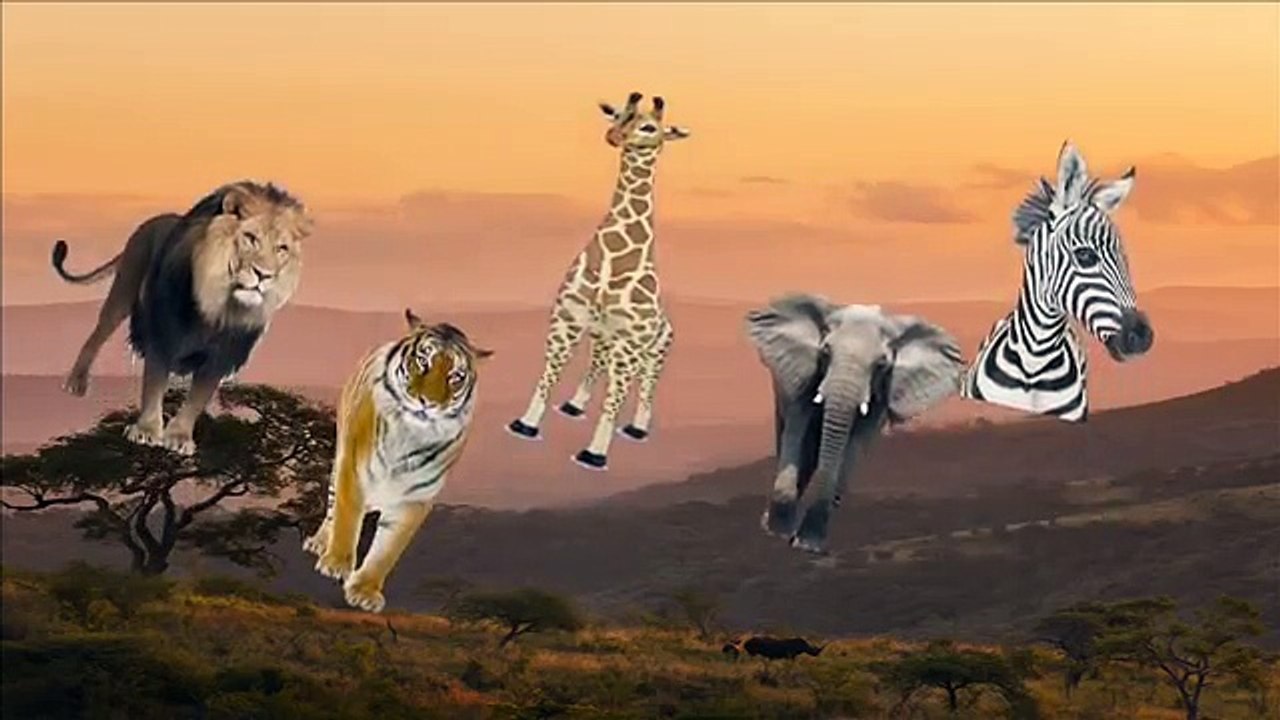 Finger Family | Wild Animals Lion Tiger Elephant Daddy Finger Nursery Rhyme Song For Kids