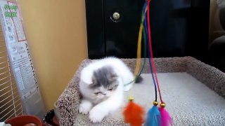 Most Cute Kittens Compilation 2016