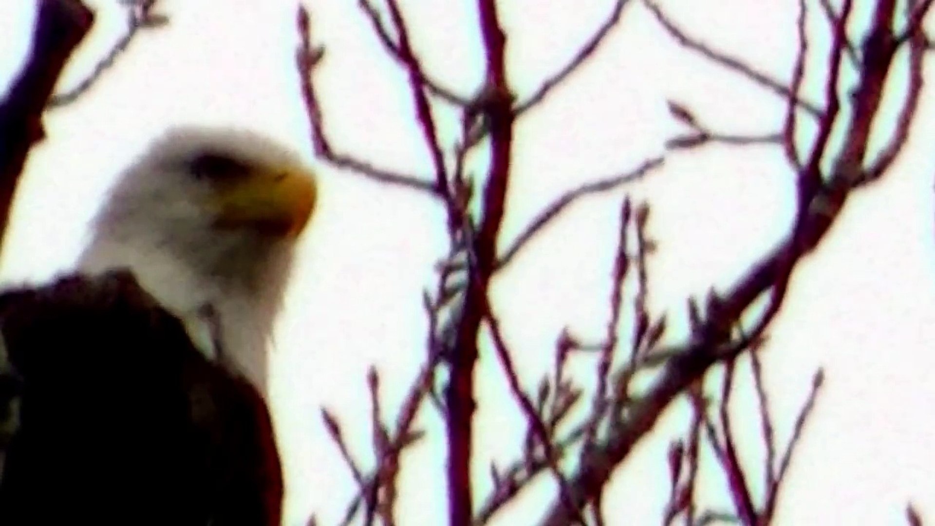 Beautiful North American Bald Eagle !in HD 1080 P