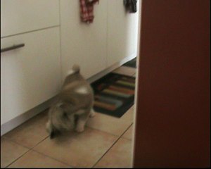 meiji le 26 nov 2016