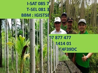 085 707 877 477 (I-SAT) - Bibit unggul jabon
