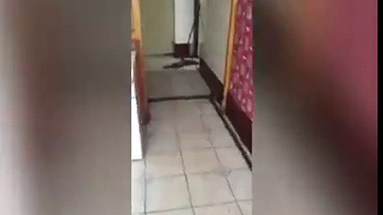 The Real Tom and Jerry