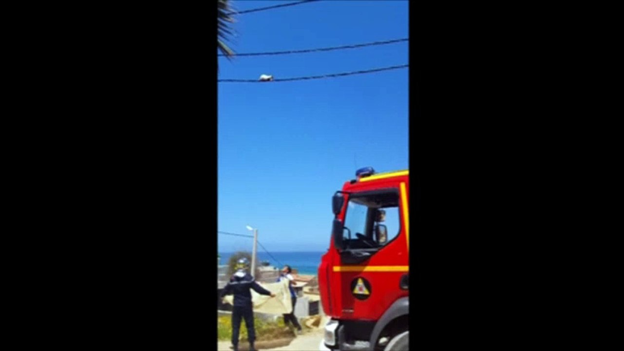 Trapped cat uses powerline to evade rescuer