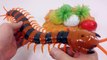 Realistic Giant Scolopendra Wireless Remote Control Toy Review YouTube