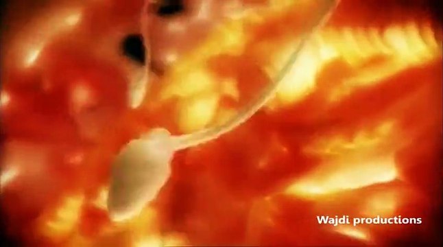 Hayat Gerçekten Bir Mucize! Döllenmeden Doğum Anına Bir İnsanın Anne Karnında Gelişimi